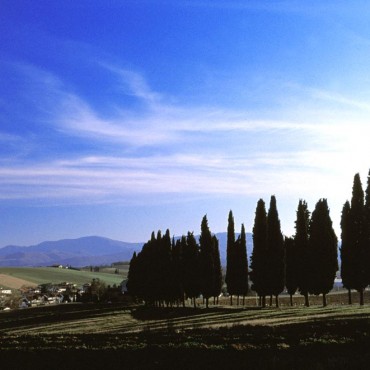 Cypresses nearby Scarperia
